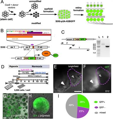 CRISPR Generated SIX6 and POU4F2 Reporters Allow Identification of Brain and Optic Transcriptional Differences in Human PSC-Derived Organoids